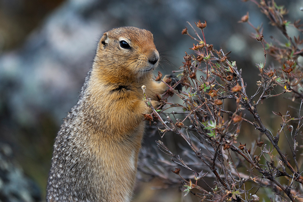 IMG_146.jpg - Squirrel, Denali National Park